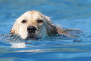 Hundeschwimmen – Holzwickede